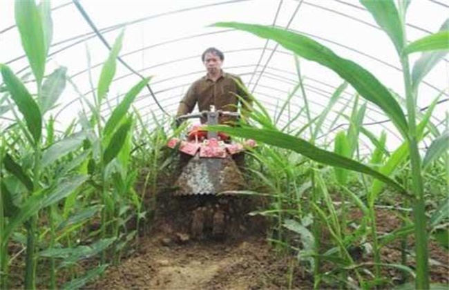 Ginger soil cultivation methods and matters needing attention