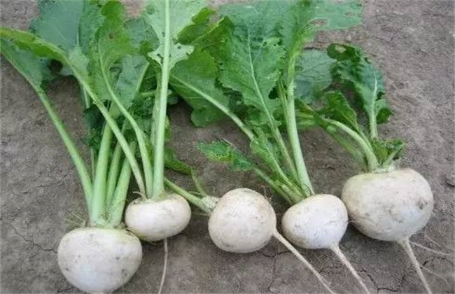 Management methods of turnip