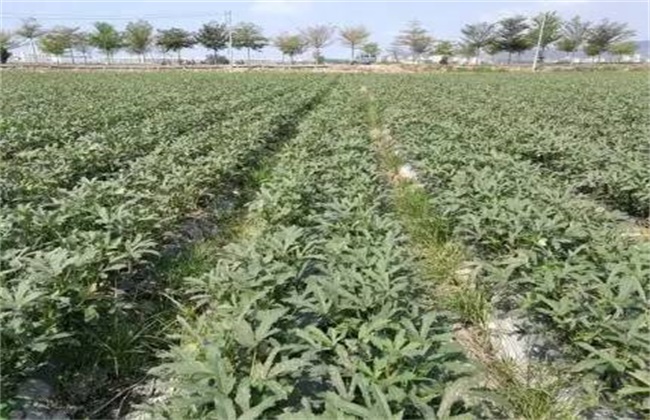 Fertilization time and method of okra