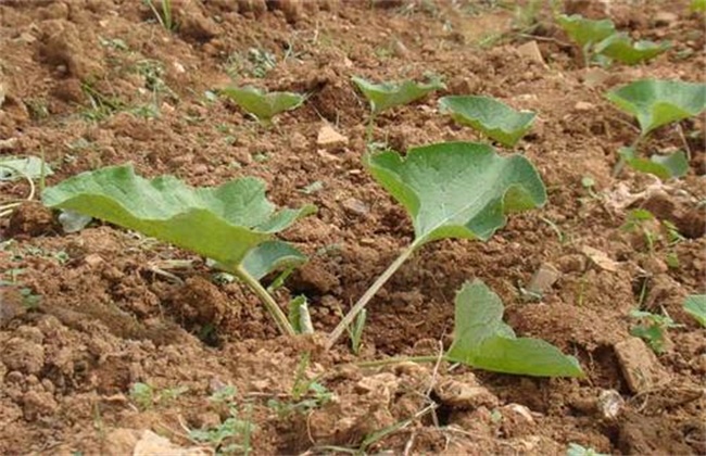Management techniques of burdock at seedling stage