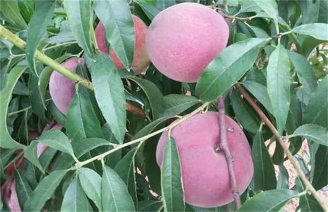 Key points of Management of Peach Fruit expansion period