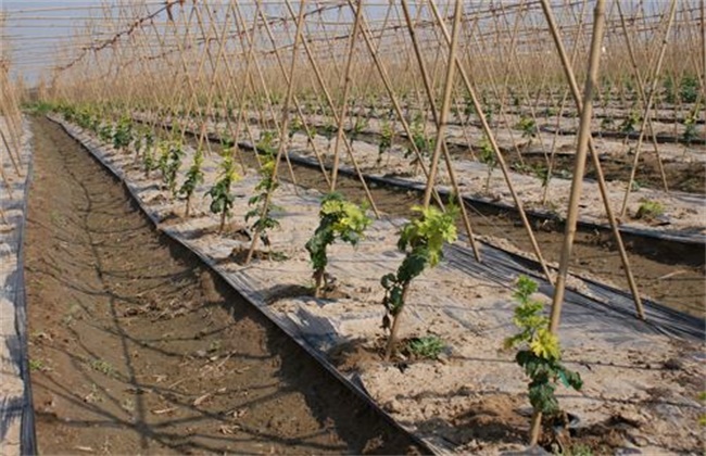 Post-planting management techniques of balsam pear