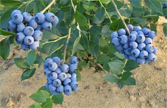 Technology of regulating soil acidity of blueberry