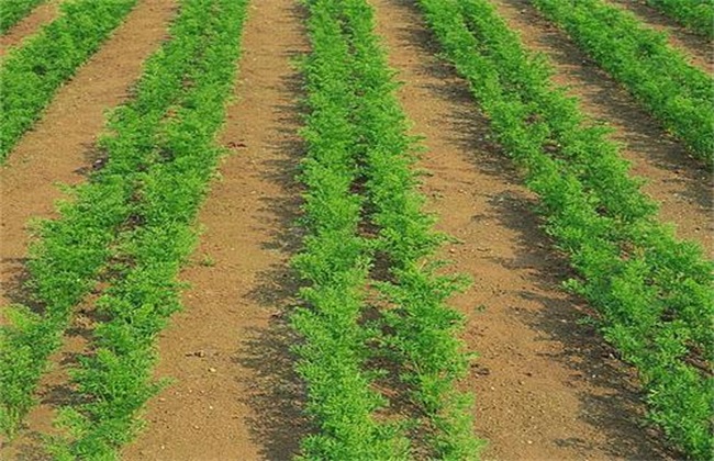 High-yield cultivation techniques of radish in spring