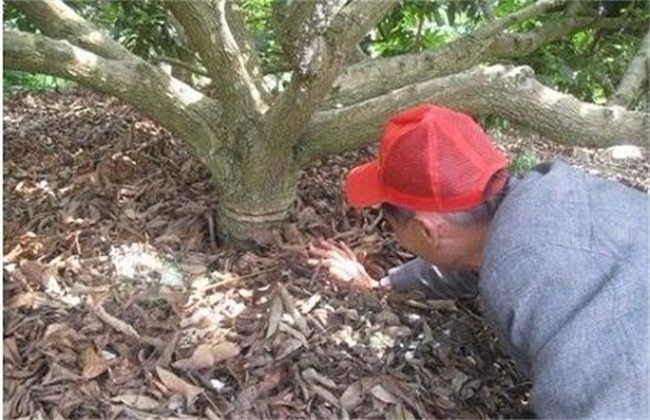 Longan ring cutting method and matters needing attention