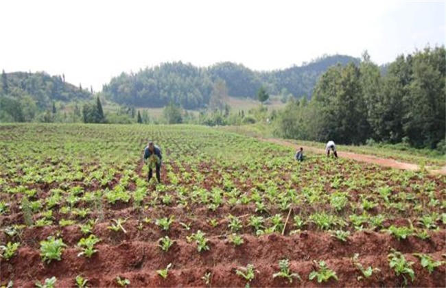 Field management of open field radish in spring