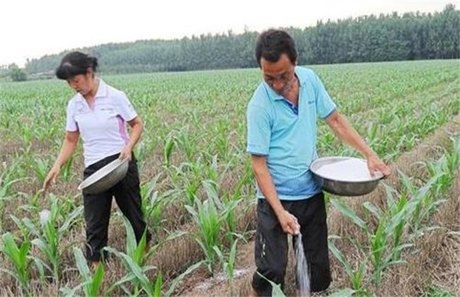 Introduction of fertilization methods for Spring Maize