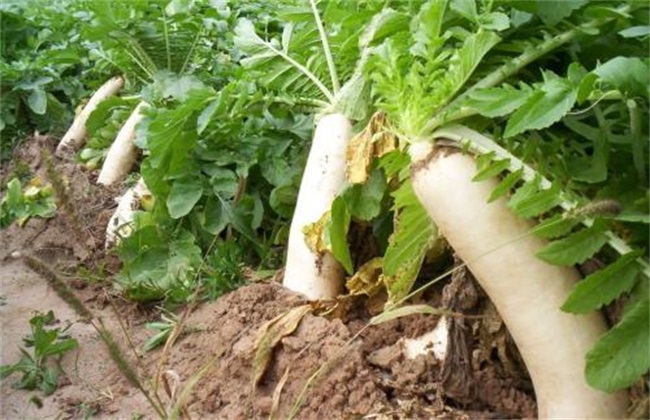 Growth characteristics of radish