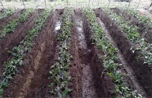 How to manage strawberries after planting