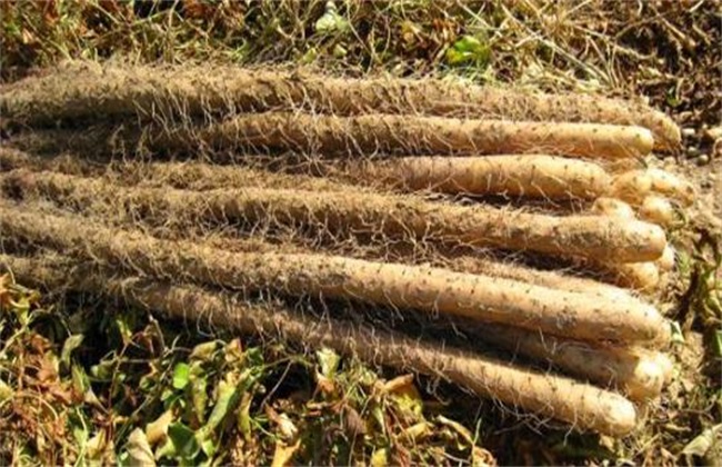 Planting time and Management of Chinese Yam