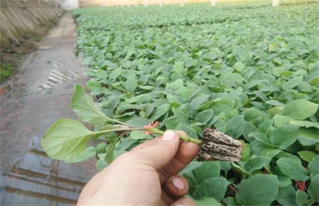 Points for attention in dividing eggplant seedlings