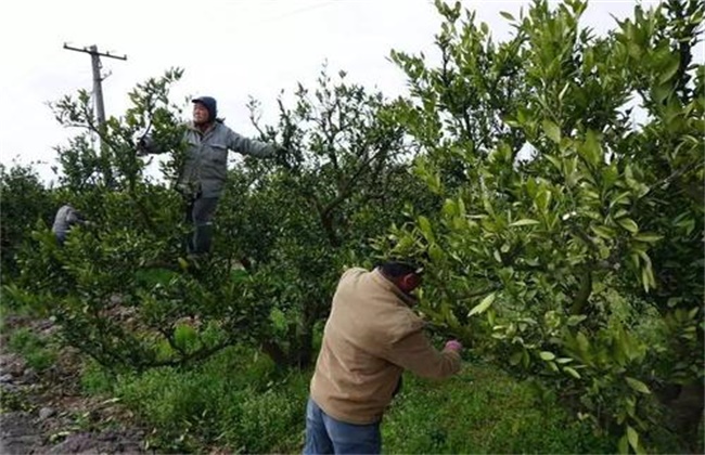 Management skills of young citrus trees in spring