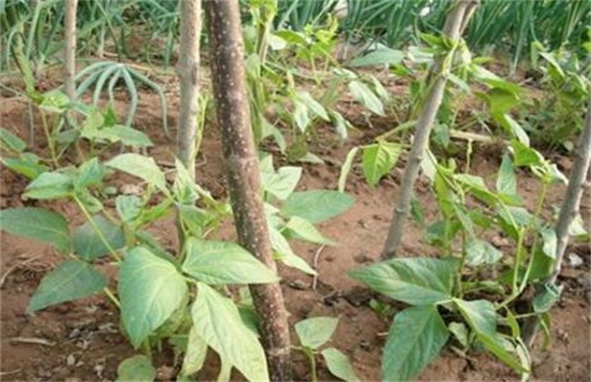 How to manage cowpea at seedling stage