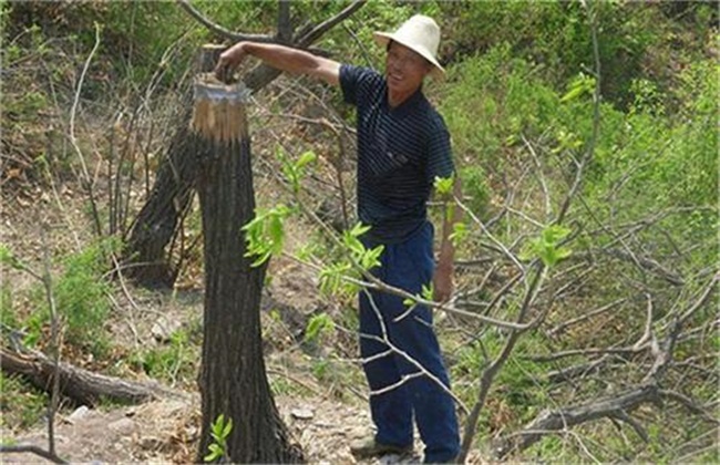 Pruning methods of Chinese Chestnut in Spring