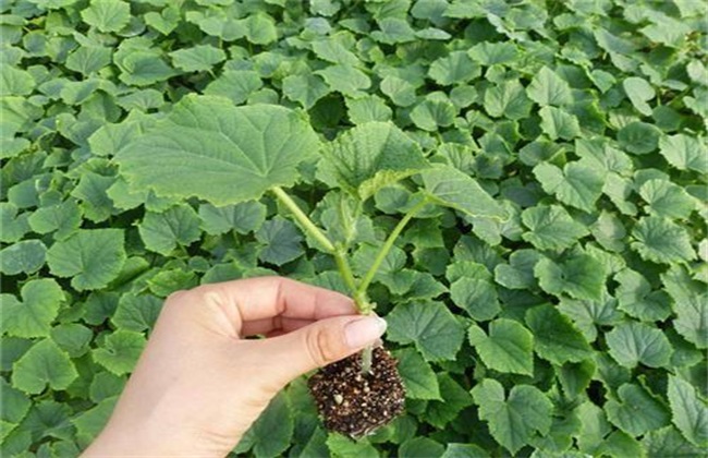 Key techniques of grafted Cucumber Seedling Management