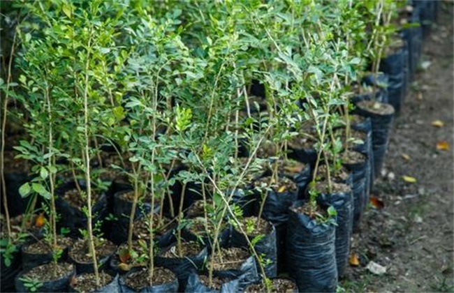 Cuttage Seedling Technology of Blueberry