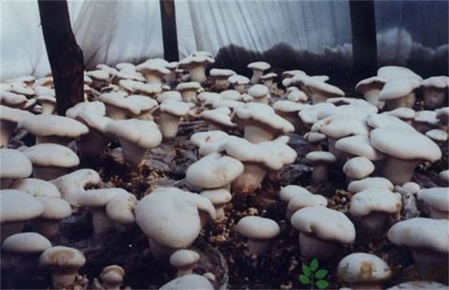 Environmental requirements for the growth of Pleurotus ostreatus