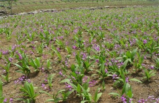 Planting risk of Bletilla striata