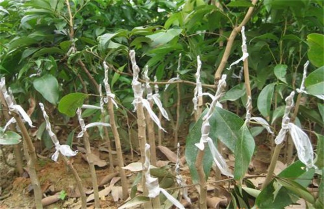 Management method after grafting of yellow bark