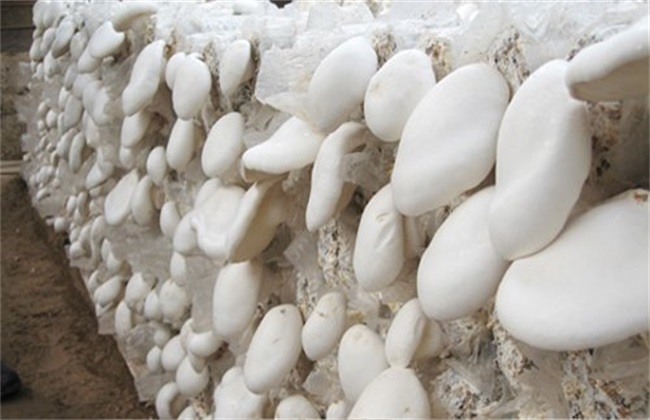 How to manage the cultivation of Pleurotus ostreatus