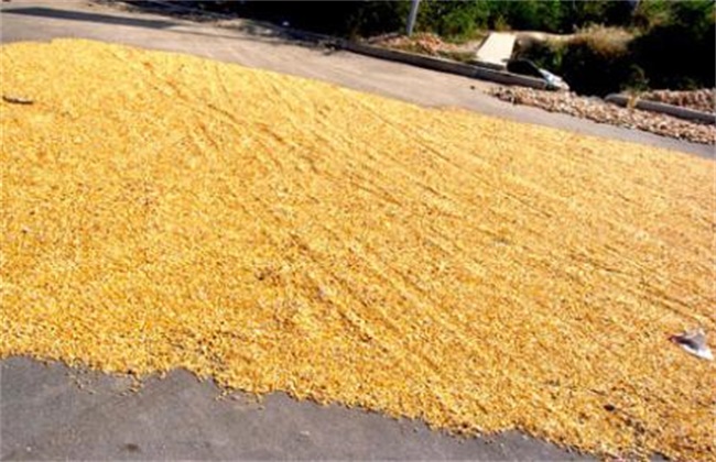 Seed drying technique of Maize before sowing