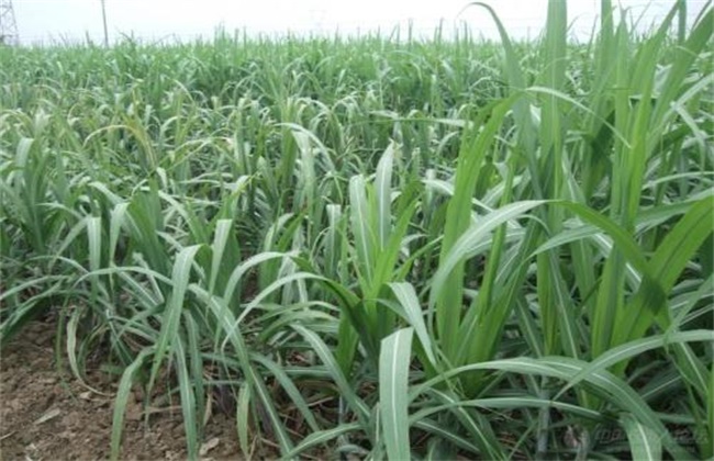 Remedial Measures for Sugarcane Herbicide Phytotoxicity