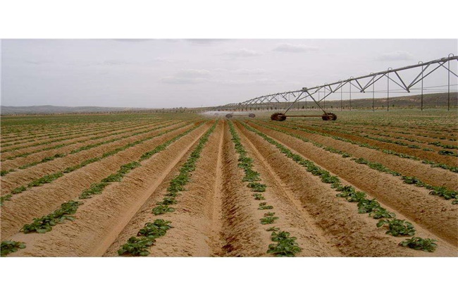 High-yielding cultivation techniques of planting potatoes in Spring