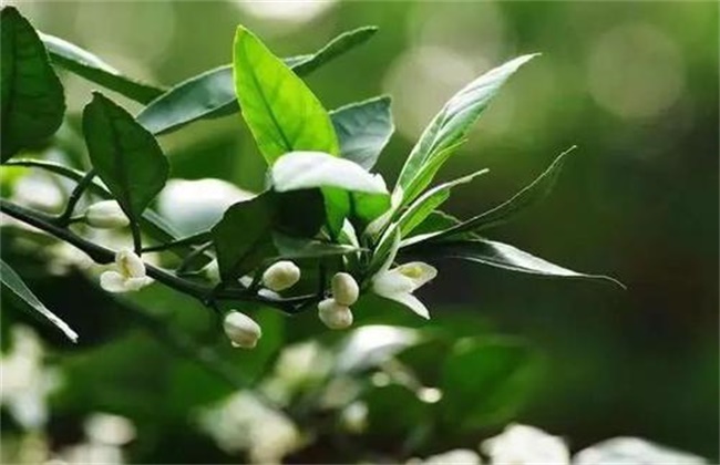 Key points of management techniques of citrus in spring