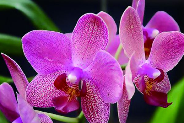 What is the cultural background of orchids and what does it mean?