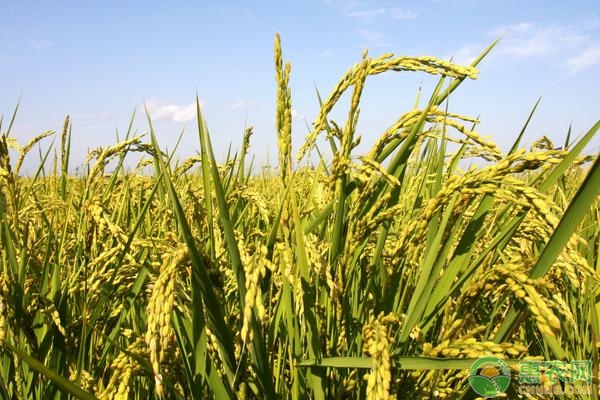 How to increase the yield of rice? High-yield planting and Management techniques of Rice