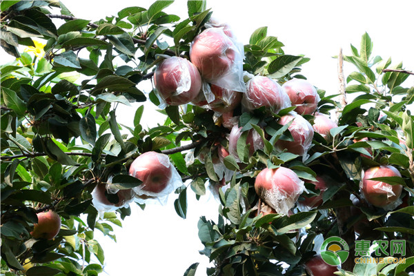 What are the symptoms, causes and control methods of dry rot of planted apple trees?