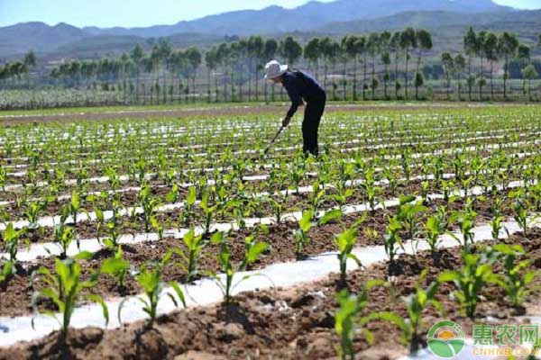 When will the corn be sown in spring? What is the reason for the poor emergence rate?