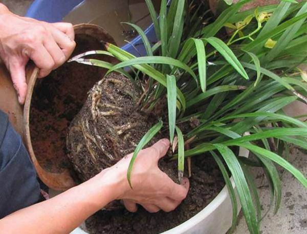 What is called the flower basin, on the basin, change the basin, turn the basin and turn the basin?