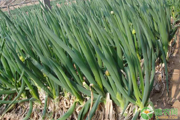 Management methods of planting green onions in spring