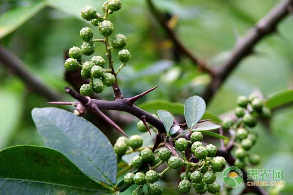 How to fertilize Zanthoxylum bungeanum? Management skills of Water and Fertilizer in Zanthoxylum bungeanum