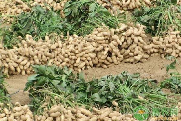 Is it better to shell or peel peanuts for sowing? What are the benefits of sowing peanuts with shells?