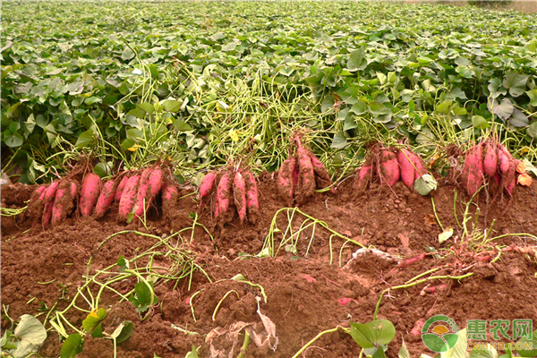Growth habits and Environmental regulations of Sweet Potato