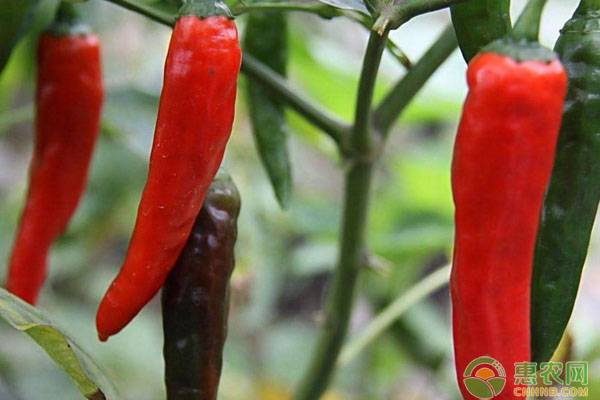 How do you plant chili seeds? Follow these six steps, yes!