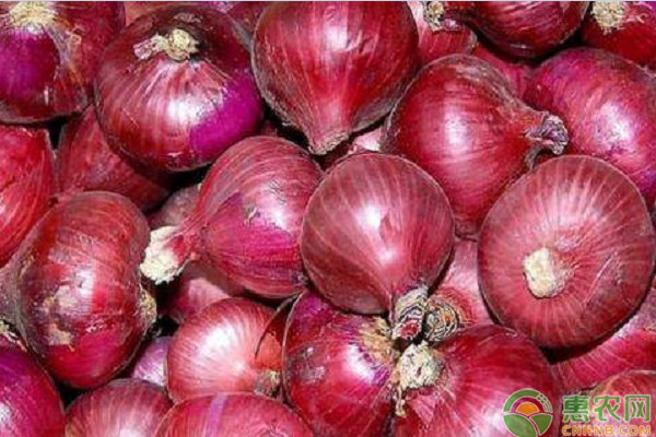How to fertilize onions? Planting method and sowing time of onion