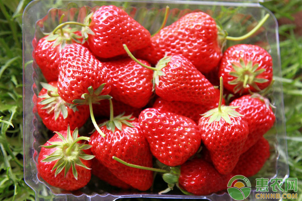 How can strawberry planting increase sugar content? We should pay attention to management in many aspects.
