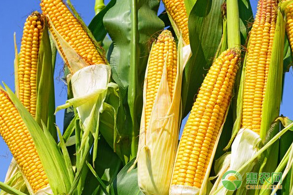 How to control diseases and insect pests in corn planting? High-yield planting techniques of Maize
