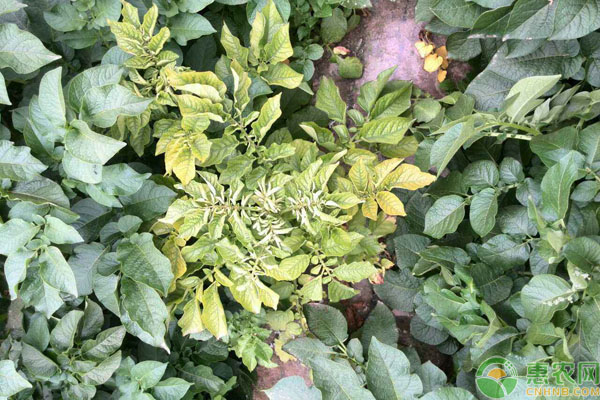 Causes and Control methods of Potato virus Disease