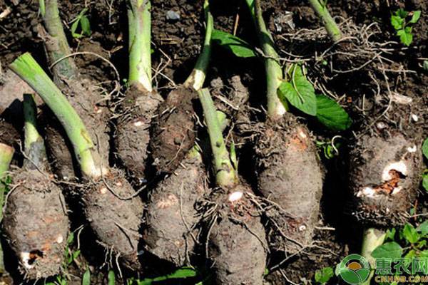 Cultivation and management techniques of pollution-free and high-yield taro