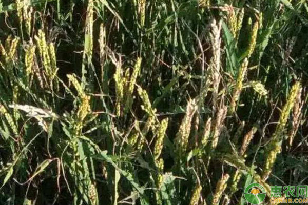 Introduction to the causes and Preventive measures of premature Senescence in Rice