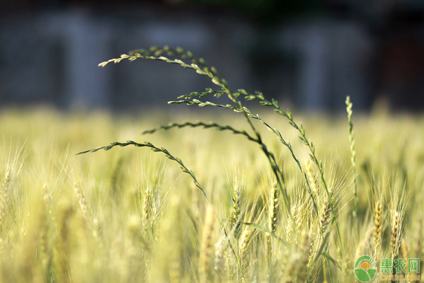 What is wheat blackfoot? How to reduce the probability of wheat infected with Blackfoot?