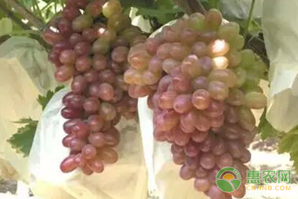 How to manage the coloring period of Crisson grape?