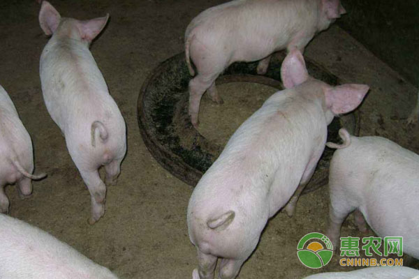 What are the postpartum examination steps for sows? Key points of postpartum nursing for sows
