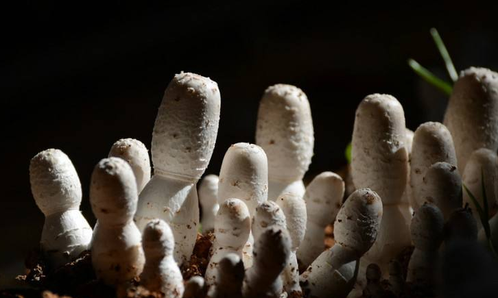 Cultivation Techniques of Coprinus comatus in Forest in Summer