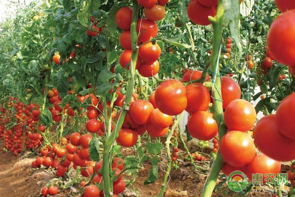 Symptoms, causes and Control methods of navel Rot in Tomato