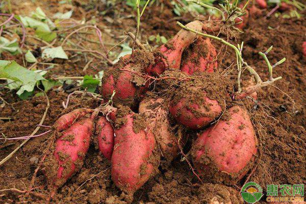 What are the pests of sweet potatoes? How to prevent and cure it?